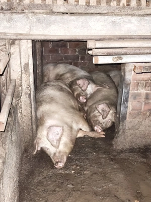 Vând porci grași între 120 și 200 kg.nr 