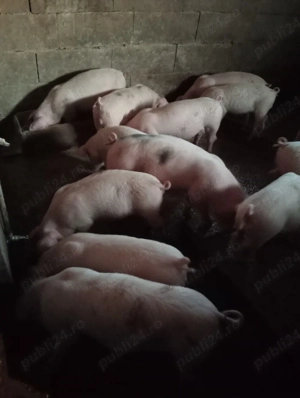 Grăsuni de vânzare  