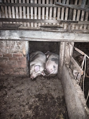 Vând porci grași între 120 și 200 kg.nr  - imagine 3