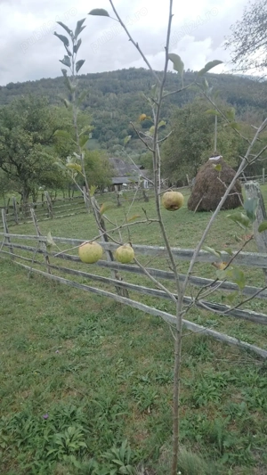 Teren cu Livadă pentru cabană  - imagine 7