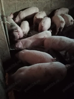 Grăsuni de vânzare 