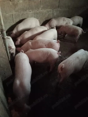 Grăsuni de vânzare 