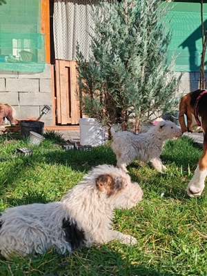 foxterrier de vânzare  - imagine 5