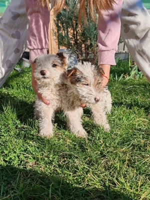 foxterrier de vânzare  - imagine 4