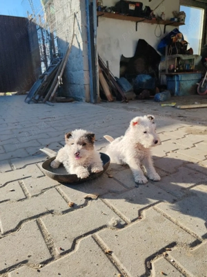 foxterrier de vânzare  - imagine 2