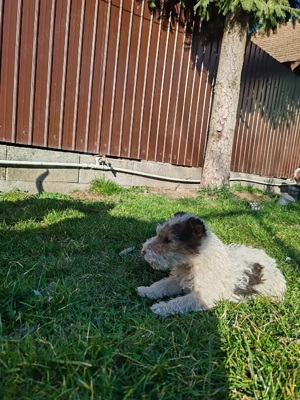 foxterrier de vânzare  - imagine 3