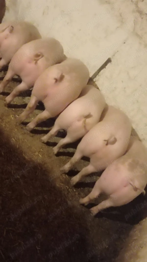 vand soldani rasa marele alb cu petran 75 -85-95-100 kg