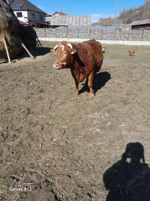 o vaca de vânzare  - imagine 3