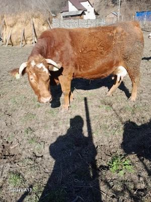 o vaca de vânzare  - imagine 2