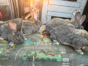 Uriași gri german - imagine 4