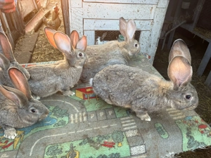 Uriași gri german - imagine 3