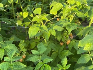 zmeura galbena, mur thornfree, stoloini capsun