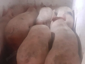 porci 70-100-150-250