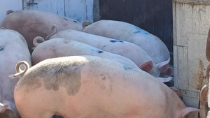 porci 70-100-150-250 - imagine 3