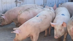 porci 70-100-150-250 - imagine 5