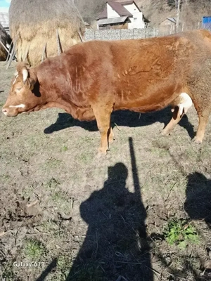 o vaca de vânzare 