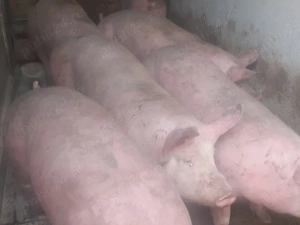 porci 70-100-150-250 - imagine 8