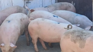 porci 70-100-150-250 - imagine 2