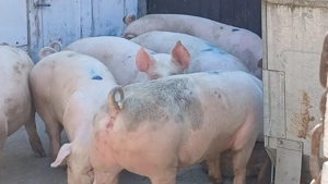 porci 70-100-150-250 - imagine 6