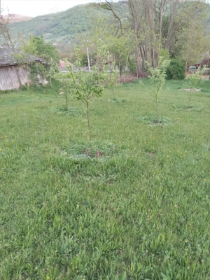 Teren cu Livadă pentru cabană  - imagine 10
