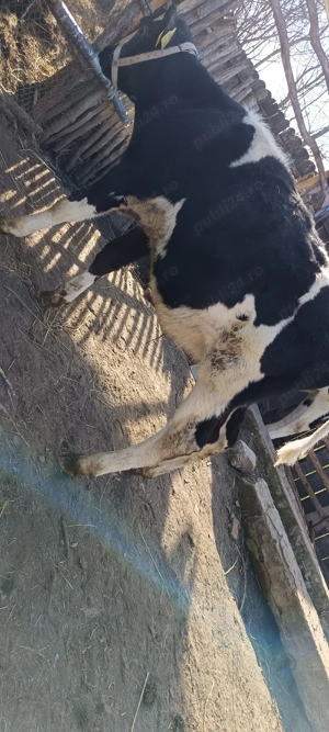 viței de vânzare  - imagine 2