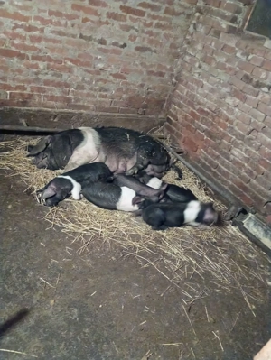 Purcei bazna - imagine 2