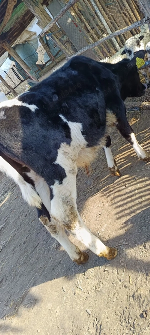 viței de vânzare  - imagine 3