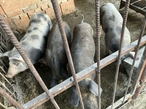                Vând      șoldani          - imagine 2