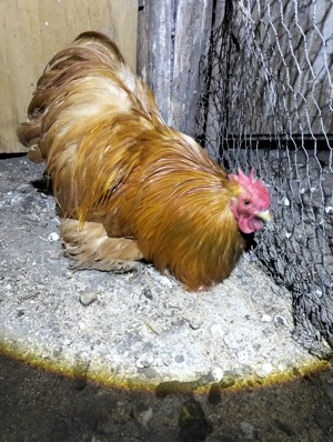 Vand sau schimb,cocos Cochinchina pitic! - imagine 2