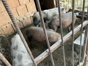 Vând șoldani !!!!!