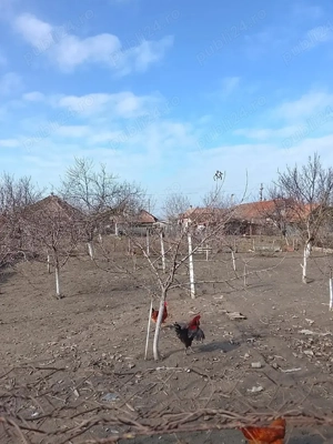 Două case intr-o curte, partial din caramidă, cu interior renovat in anul 2025, in zona bună, - imagine 7