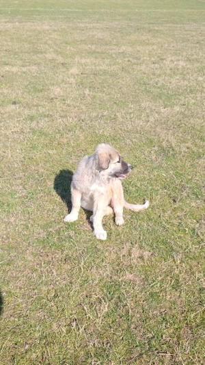 Cățelușa caucazian  - imagine 2