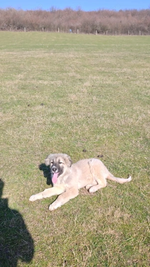 Cățelușa caucazian  - imagine 3