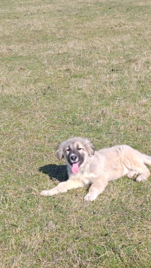 Cățelușa caucazian  - imagine 4