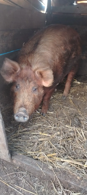 Vând porc castrat duroc în jur de 90 kg, 17 lei în viu Iași Holboca     - imagine 2