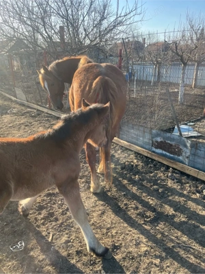 vand iapa cu manz de o luna 3 ani are iapa  - imagine 5