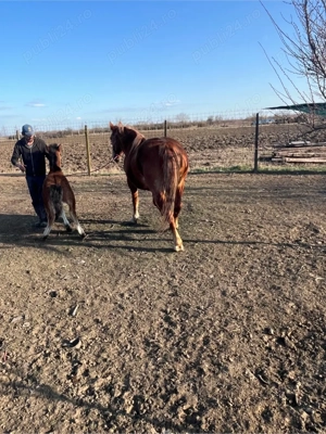 vand iapa cu manz de o luna 3 ani are iapa  - imagine 2