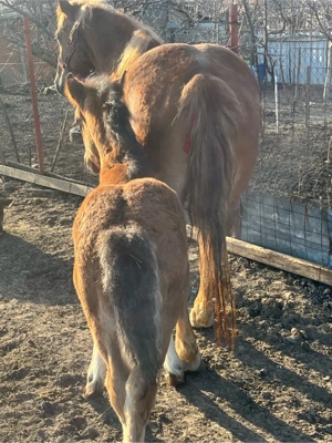 vand iapa cu manz de o luna 3 ani are iapa  - imagine 4