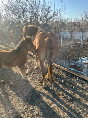 vand iapa cu manz de o luna 3 ani are iapa  - imagine 3