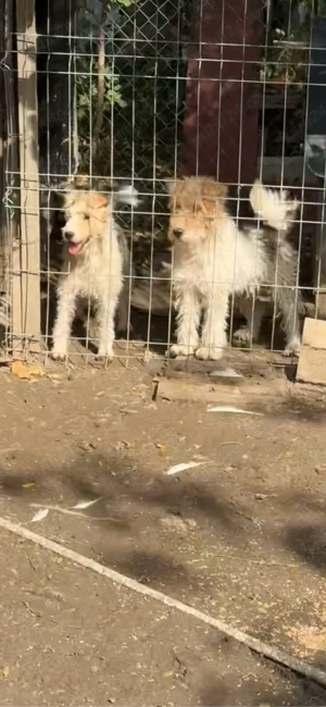 foxterrier pereche !!! - imagine 4