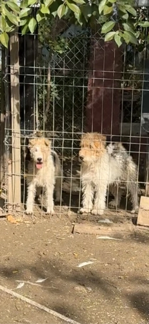 foxterrier pereche !!! - imagine 5