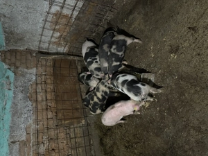 Purcei de 9 săptămâni de vânzare! - imagine 2