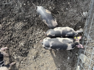 Purcei de 9 săptămâni de vânzare! - imagine 3