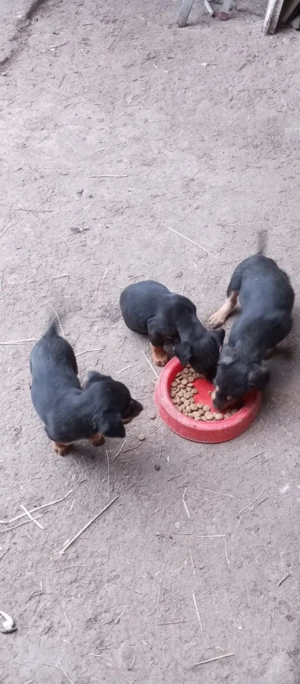 cătei teckel - imagine 2