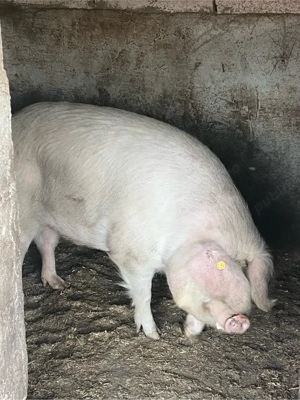 vand porc de sacrificat  - imagine 2