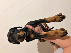 Pui Doberman cu pedigree - imagine 3