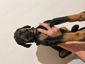 Pui Doberman cu pedigree - imagine 2