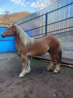 Vând mânz de 1an și 8luni  - imagine 3