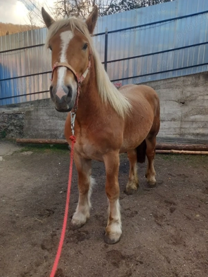 Vând mânz de 1an și 8luni  - imagine 5