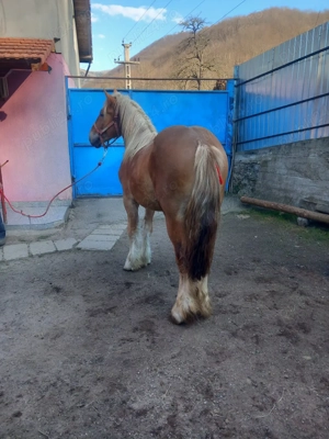 Vând mânz de 1an și 8luni  - imagine 4